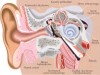 Specjalistyczna Praktyka Laryngologiczna dr n. med. Tomasz Misztela spec. otolaryngolog