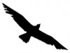 Albatros Przewozy Okazjonalne Osób